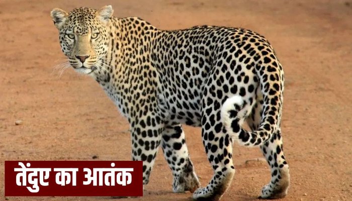 खेड़ा जिले में तेंदुए का हमला, तीन ग्रामीण घायल और गांव में दहशत का माहौल 1 image 13 2