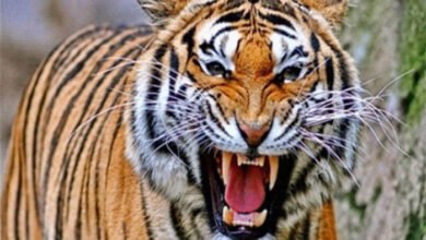 छिंदवाड़ा