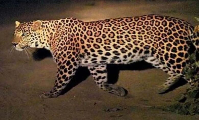 तमिलनाडु तेंदुआ हमला, कोयंबटूर चाइल्ड अटैक, अन्नामलाई वाइल्डलाइफ़ कॉन्फ्लिक्ट, चाय बागान तेंदुआ, वालपराई घटना,Tamil Nadu leopard attack, Coimbatore child attack, Anamalai wildlife conflict, tea garden leopard, Valparai incident,