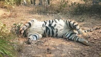 Tiger Death, Surajpur Forest, Electric Wire Accident, Wildlife Incident, Animal Forensics, Ambikapur News, Forest Department Investigation, Missing Claws and Teeth, Human-Wildlife Conflict,