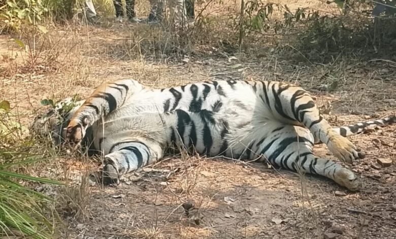 जंगल में बाघ का शव मिला, करंट से मौत की आशंका और नाखून-दांत गायब 1 Tiger Death, Surajpur Forest, Electric Wire Accident, Wildlife Incident, Animal Forensics, Ambikapur News, Forest Department Investigation, Missing Claws and Teeth, Human-Wildlife Conflict,