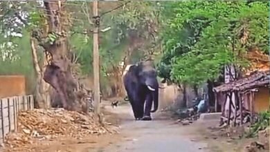 Korba Elephant Attack, Lone Elephant Terror, Human Elephant Conflict, Balco Forest Range, Aajgar Bahar Village, Katghora Forest Division, Elephant Attack Death, Chhattisgarh Forest News,