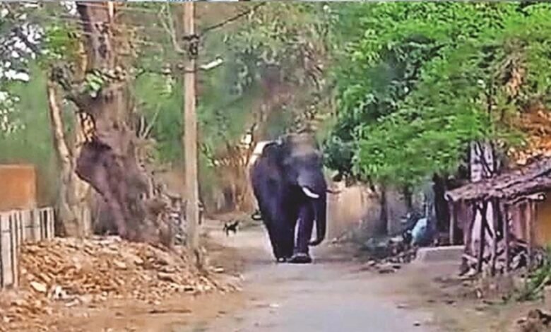 Korba Elephant Attack, Lone Elephant Terror, Human Elephant Conflict, Balco Forest Range, Aajgar Bahar Village, Katghora Forest Division, Elephant Attack Death, Chhattisgarh Forest News,