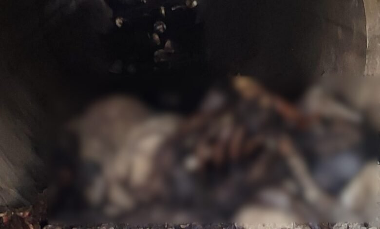 Got Hellfire: शराब दुकान मार्ग पर मिला नरकंकाल 1 Got Hellfire