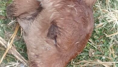 गौहत्या मामले में निष्पक्ष जांच की मांग, गौसेवा समिति ने सौंपा ज्ञापन 4 IMG 7620