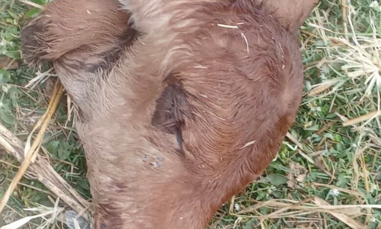 गौहत्या मामले में निष्पक्ष जांच की मांग, गौसेवा समिति ने सौंपा ज्ञापन 1 IMG 7620