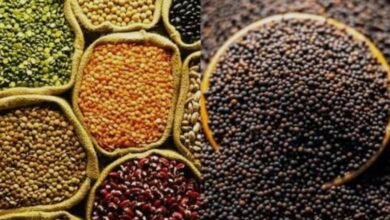 जशपुर में सिंचाई क्रांति की तैयारी, किसान–अधिकारी दल अध्ययन दौरे पर रवाना 5 IMG 7966