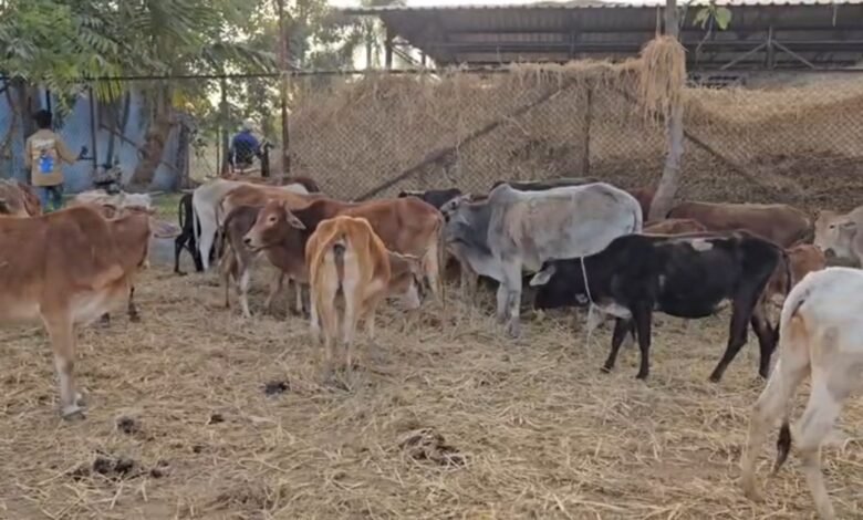 Negligence At The Cow Shelter