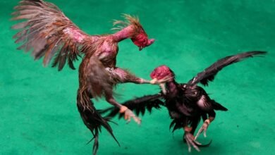 Andhra Pradesh Cockfight, Sankranti Cockfight, West Godavari News, Tadepalligudem Cockfight, Crorepati Overnight, Cockfighting Betting, Traditional Games India, Gambling News, Rajahmundry Ramesh,