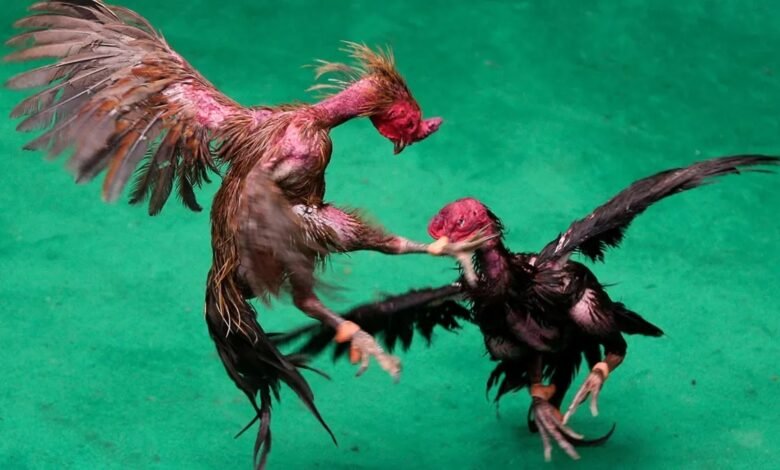 Andhra Pradesh Cockfight, Sankranti Cockfight, West Godavari News, Tadepalligudem Cockfight, Crorepati Overnight, Cockfighting Betting, Traditional Games India, Gambling News, Rajahmundry Ramesh,