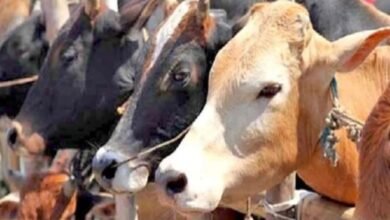 Bhopal Beef Smuggling, International Smuggling Network, Illegal Slaughterhouse, Jinsi Slaughter House, Cow Meat Seizure, Gulf Countries Export, Fake Documents, Vacuum Packaging, QR Code Meat Packing, Port Smuggling, Mumbai Port, Chennai Port, Railway Parcel Misuse, SIT Investigation,