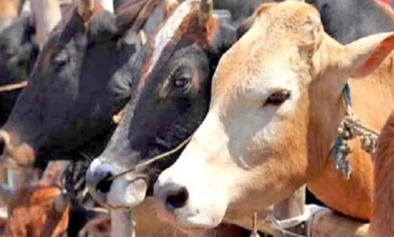 Bhopal Beef Smuggling, International Smuggling Network, Illegal Slaughterhouse, Jinsi Slaughter House, Cow Meat Seizure, Gulf Countries Export, Fake Documents, Vacuum Packaging, QR Code Meat Packing, Port Smuggling, Mumbai Port, Chennai Port, Railway Parcel Misuse, SIT Investigation,