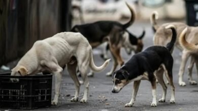 100 कुत्तों को जहर देकर मारा गया, सरपंच समेत 3 गिरफ्तार; शवों की तलाश जारी 5 Stray Dogs Poisoned, Telangana Dog Killing Case, 100 Dogs Killed, Ranga Reddy District News, Hyderabad News, Dog Poisoning Case, Animal Cruelty Case, Sarpanch Arrested, Panchayat Secretary Arrested, Ward Member Arrested, Prevention of Cruelty to Animals Act, PCA Act, Telangana Police, Animal Rights News, Stray Animal Killing, Dog Murder Case, Animal Welfare India,