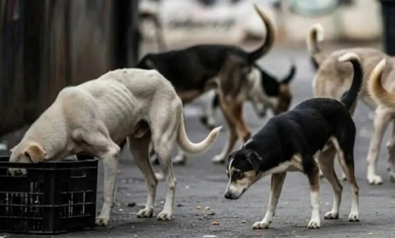 Stray Dogs Poisoned, Telangana Dog Killing Case, 100 Dogs Killed, Ranga Reddy District News, Hyderabad News, Dog Poisoning Case, Animal Cruelty Case, Sarpanch Arrested, Panchayat Secretary Arrested, Ward Member Arrested, Prevention of Cruelty to Animals Act, PCA Act, Telangana Police, Animal Rights News, Stray Animal Killing, Dog Murder Case, Animal Welfare India,