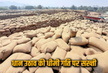 गरियाबंद में धान उठाव धीमा, DMO पर गिरी गाज 17 IMG 9279