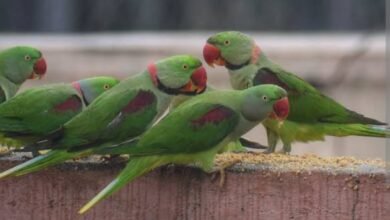 Parrot smuggling: बिलासपुर में तोता तस्करी का भंडाफोड़ 3 Parrot smuggling
