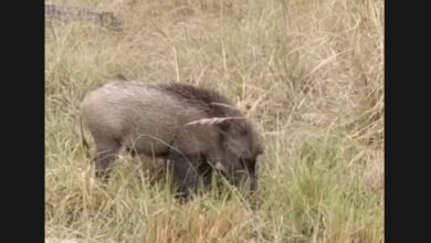 Wild boar attack: मोहनभाठा में जंगली सूअरों का कहर, किसान प्रदीप गुप्ता की मौत 2 Wild boar attack