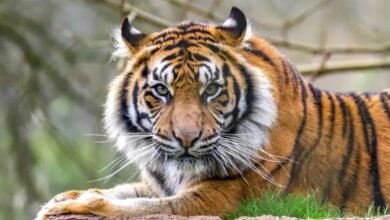 Madhya Pradesh, tiger state, tiger deaths, wildlife conservation, tiger population, forest protection, poaching, human-animal conflict, tiger cubs, special force for tigers, electricity accidents, wildlife management, biodiversity, tiger census,