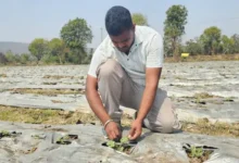 धान छोड़ सब्जी से बदली तकदीर: 19 साल के किसान ने सामान्य जमीन पर उगाया तरबूज, 15 लाख तक पहुंची सालाना आय 17 तरबूज