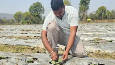 धान छोड़ सब्जी से बदली तकदीर: 19 साल के किसान ने सामान्य जमीन पर उगाया तरबूज, 15 लाख तक पहुंची सालाना आय 4 तरबूज