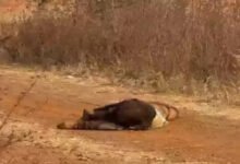 рдмреЙрдпрдлреНрд░реЗрдВрдб рдХреЗ рд╕рд╛рде рдорд┐рд▓рдХрд░ рдкрддреНрдиреА рдиреЗ рд░рдЪреА рдкрддрд┐ рдХреА рд╣рддреНрдпрд╛ рдХреА рд╕рд╛рдЬрд┐рд╢, рд╕рдбрд╝рдХ рд╣рд╛рджрд╕рд╛ рджрд┐рдЦрд╛рдиреЗ рдХреА рдХреЛрд╢рд┐рд╢; рдЪрд╛рд░ рдЖрд░реЛрдкреА рдЧрд┐рд░рдлреНрддрд╛рд░ 21 BeFunky photo 1