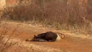 рдмреЙрдпрдлреНрд░реЗрдВрдб рдХреЗ рд╕рд╛рде рдорд┐рд▓рдХрд░ рдкрддреНрдиреА рдиреЗ рд░рдЪреА рдкрддрд┐ рдХреА рд╣рддреНрдпрд╛ рдХреА рд╕рд╛рдЬрд┐рд╢, рд╕рдбрд╝рдХ рд╣рд╛рджрд╕рд╛ рджрд┐рдЦрд╛рдиреЗ рдХреА рдХреЛрд╢рд┐рд╢; рдЪрд╛рд░ рдЖрд░реЛрдкреА рдЧрд┐рд░рдлреНрддрд╛рд░ 3 BeFunky photo 1