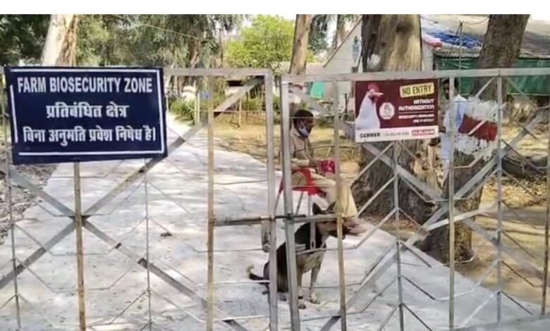 Death of 5,000 Chickens