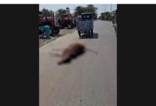 Inhumane treatment of cattle: рдиреНрдпрд╛рдп рдХреА рджрд╣рд▓реАрдЬ рдХреЗ рдкрд╛рд╕ рд╕рд░реЗрдЖрдо рд╢рд░реНрдорд╕рд╛рд░ рд╣реБрдИ рдЗрдВрд╕рд╛рдирд┐рдпрдд тАЛрд╕рд╡рд╛рд▓реЛрдВ рдХреЗ рдШреЗрд░реЗ рдореЗрдВ рдкреНрд░рд╢рд╛рд╕рди 20 Inhumane treatment of cattle