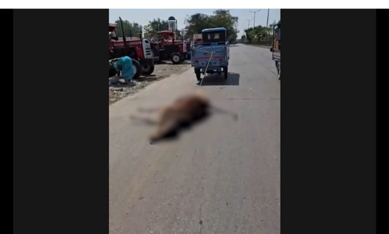 Inhumane treatment of cattle: न्याय की दहलीज के पास सरेआम शर्मसार हुई इंसानियत सवालों के घेरे में प्रशासन 1 Inhumane treatment of cattle