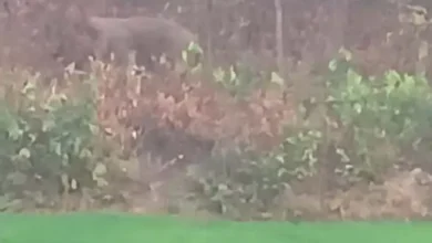 haathi fasal 24 1 1774365389