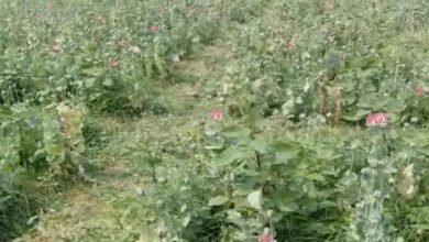 तरबूज-ककड़ी की आड़ में एक एकड़ में अफीम की खेती का खुलासा, एक आरोपी गिरफ्तार, साथियों की तलाश जारी 2 image 1 25