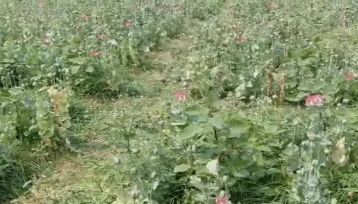 तरबूज-ककड़ी की आड़ में एक एकड़ में अफीम की खेती का खुलासा, एक आरोपी गिरफ्तार, साथियों की तलाश जारी 1 image 1 25