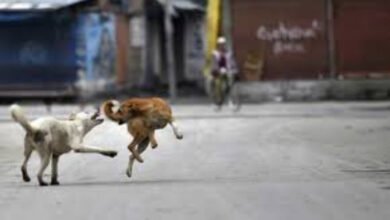 जगदलपुर में पालतू कुत्ते का आतंक: राहगीरों पर झपटा, CCTV में कैद हुई घटना 2 image 11 3