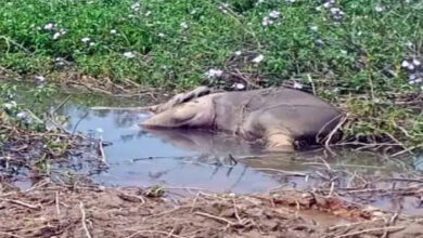 रायगढ़ में दो हाथी शावकों की मौत, करंट से गई जान; लापरवाही पर कार्रवाई की मांग 4 हाथी