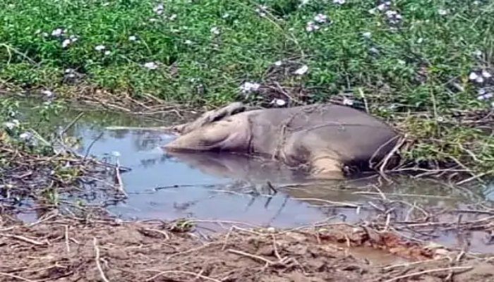 रायगढ़ में दो हाथी शावकों की मौत, करंट से गई जान; लापरवाही पर कार्रवाई की मांग 1 हाथी