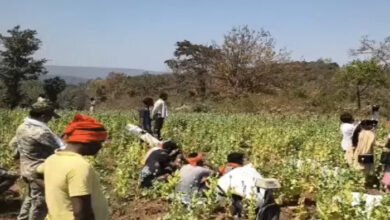 झारखंड से जुड़ा अफीम तस्करी का नेटवर्क उजागर, सरहदी गांवों में कराई जा रही थी अवैध खेती 2 झारखंड