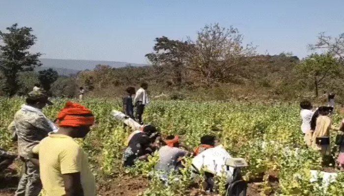 झारखंड से जुड़ा अफीम तस्करी का नेटवर्क उजागर, सरहदी गांवों में कराई जा रही थी अवैध खेती 1 झारखंड
