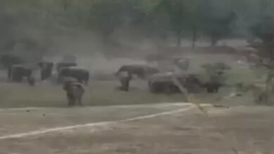 रायगढ़ में 35 हाथियों का बड़ा दल गांवों के पास पहुंचा, 7 शावक भी शामिल 3 रायगढ़