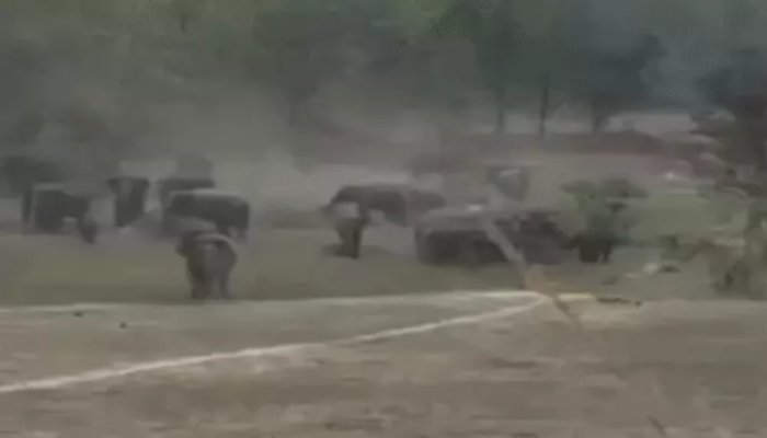 रायगढ़ में 35 हाथियों का बड़ा दल गांवों के पास पहुंचा, 7 शावक भी शामिल 1 रायगढ़