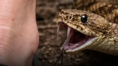 karnataka news 1280 720 15