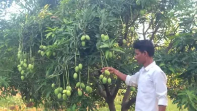 खेती