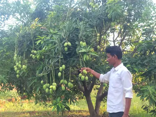 खेती