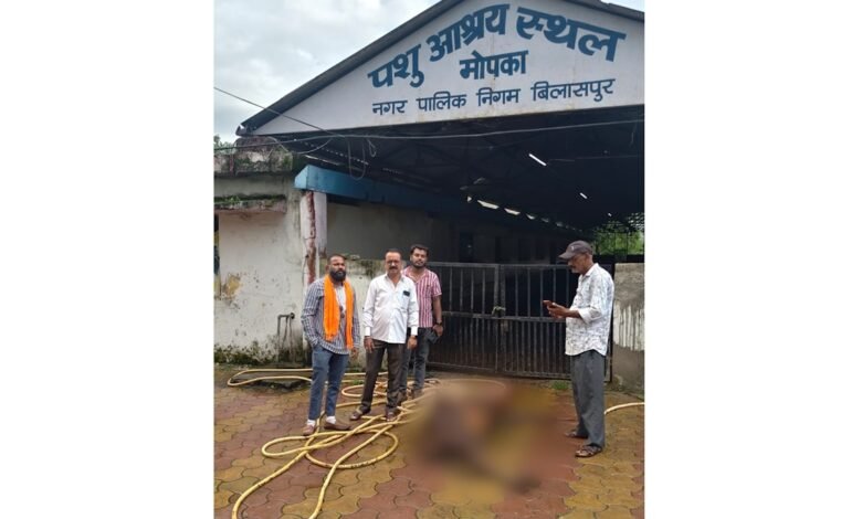 मवेशियों की मौत