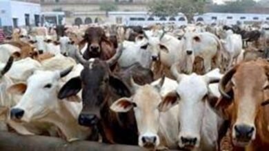 गौवंशो को रौंदा