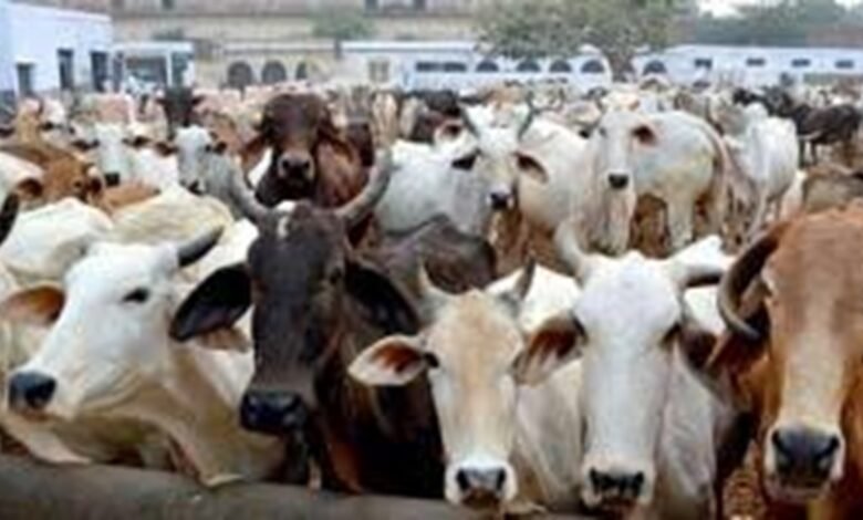 गौवंशो को रौंदा