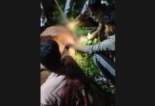 क्रूरता